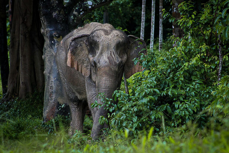 Phuket’s Most Ethical Elephant Sanctuary | Located in Paklok|